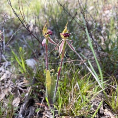 Caladenia actensis (Canberra Spider Orchid) at Watson, ACT - 3 Oct 2022 by simonstratford
