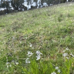 Wurmbea dioica subsp. dioica (Early Nancy) at Watson, ACT - 3 Oct 2022 by simonstratford