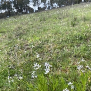 Wurmbea dioica subsp. dioica at Watson, ACT - 3 Oct 2022