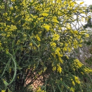 Acacia pravissima at Isaacs, ACT - 3 Oct 2022 03:37 PM