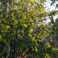 Acacia pravissima at Isaacs, ACT - 3 Oct 2022 03:37 PM