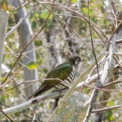 Chrysococcyx lucidus (Shining Bronze-Cuckoo) at Woodstock Nature Reserve - 3 Oct 2022 by Roger