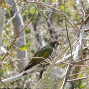 Chrysococcyx lucidus at Holt, ACT - 3 Oct 2022