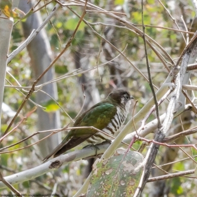 Chrysococcyx lucidus (Shining Bronze-Cuckoo) at Woodstock Nature Reserve - 3 Oct 2022 by Roger