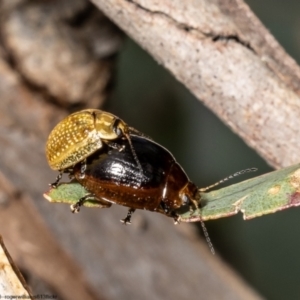 Paropsisterna cloelia at Coree, ACT - 3 Oct 2022 01:58 PM