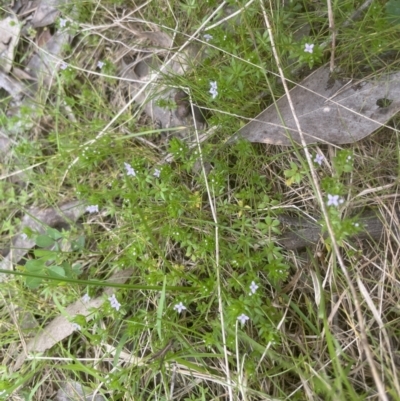 Sherardia arvensis (Field Madder) at Aranda, ACT - 3 Oct 2022 by lbradley