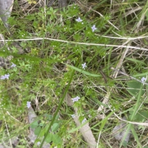 Sherardia arvensis at Aranda, ACT - 3 Oct 2022