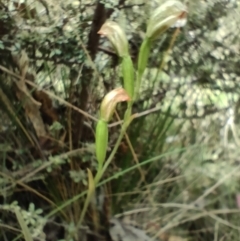 Bunochilus sp. (Leafy Greenhood) - 1 Jan 1900 by KateU