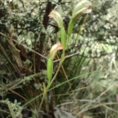 Bunochilus sp. (Leafy Greenhood) at Paddys River, ACT - 3 Oct 2022 by KateU