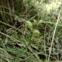 Bunochilus sp. at Paddys River, ACT - 3 Oct 2022