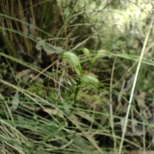 Bunochilus sp. at Paddys River, ACT - 3 Oct 2022