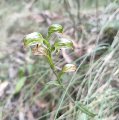 Bunochilus sp. (Leafy Greenhood) - 1 Jan 1900 by KateU