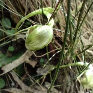 Pterostylis nutans at Paddys River, ACT - suppressed