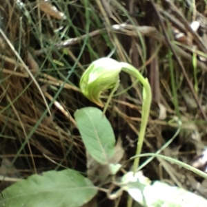 Pterostylis nutans at Paddys River, ACT - suppressed