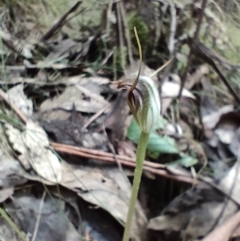 Pterostylis pedunculata (Maroonhood) - 1 Jan 1900 by KateU