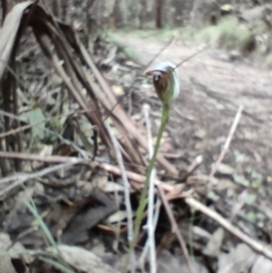 Pterostylis pedunculata at Paddys River, ACT - suppressed