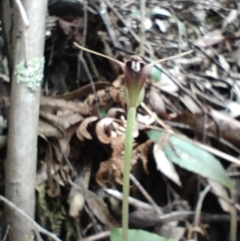 Pterostylis pedunculata at Paddys River, ACT - 3 Oct 2022