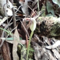 Pterostylis pedunculata at Paddys River, ACT - 3 Oct 2022