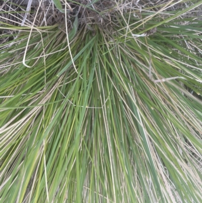 Poa labillardierei (Common Tussock Grass, River Tussock Grass) at Molonglo Valley, ACT - 3 Oct 2022 by lbradley