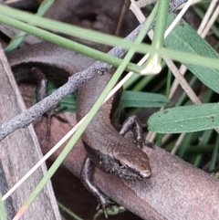 Lampropholis delicata (Delicate Skink) at Paddys River, ACT - 3 Oct 2022 by KateU