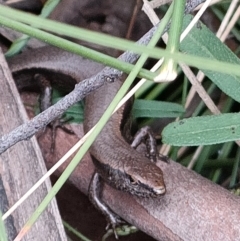 Lampropholis delicata (Delicate Skink) at Tidbinbilla Nature Reserve - 3 Oct 2022 by KateU