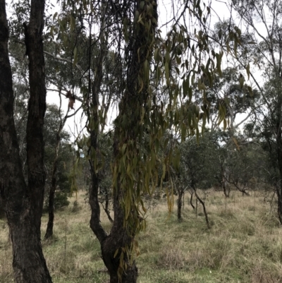 Amyema miquelii (Box Mistletoe) at Mount Majura - 28 Aug 2022 by Tapirlord