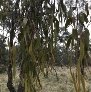 Amyema miquelii at Hackett, ACT - 28 Aug 2022 03:00 PM