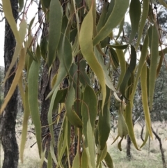 Amyema miquelii at Hackett, ACT - 28 Aug 2022 03:00 PM