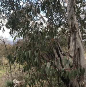 Eucalyptus pauciflora subsp. pauciflora at Mount Majura - 28 Aug 2022