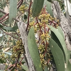 Eucalyptus pauciflora subsp. pauciflora at Mount Majura - 28 Aug 2022