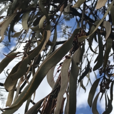 Amyema pendula subsp. pendula (Drooping Mistletoe) at Mount Majura - 28 Aug 2022 by Tapirlord