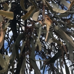 Amyema pendula subsp. pendula at Watson, ACT - 28 Aug 2022 02:07 PM