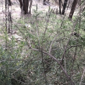 Clematis leptophylla at Watson, ACT - 28 Aug 2022 01:55 PM