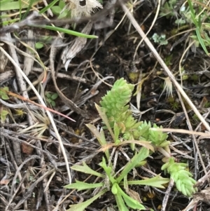 Crassula sieberiana at Watson, ACT - 28 Aug 2022