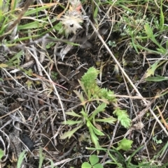 Crassula sieberiana at Watson, ACT - 28 Aug 2022