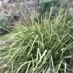 Lomandra longifolia at Watson, ACT - 28 Aug 2022