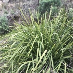 Lomandra longifolia at Watson, ACT - 28 Aug 2022