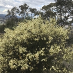 Acacia genistifolia (Early Wattle) at Watson, ACT - 28 Aug 2022 by Tapirlord
