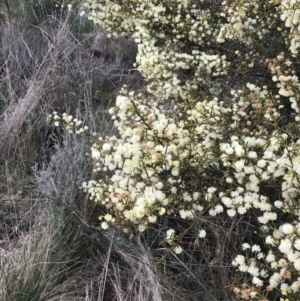 Acacia genistifolia at Watson, ACT - 28 Aug 2022 01:52 PM