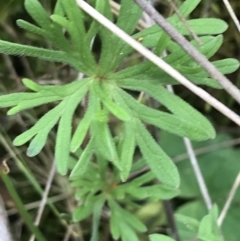 Geranium retrorsum (Grassland Cranesbill) at Watson, ACT - 28 Aug 2022 by Tapirlord