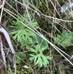 Geranium retrorsum at Watson, ACT - 28 Aug 2022