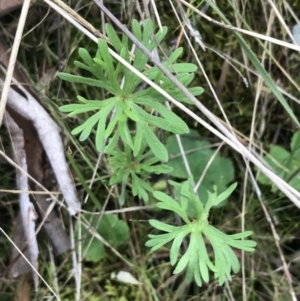 Geranium retrorsum at Watson, ACT - 28 Aug 2022