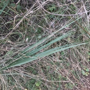 Dianella revoluta var. revoluta at Hackett, ACT - 28 Aug 2022 01:49 PM