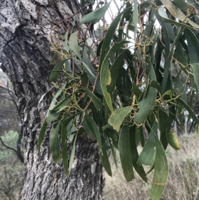 Muellerina eucalyptoides (Creeping Mistletoe) at Mount Majura - 28 Aug 2022 by Tapirlord