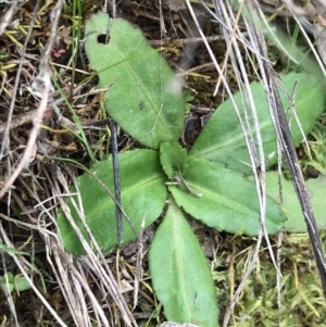 Solenogyne dominii at Hackett, ACT - 28 Aug 2022 01:44 PM