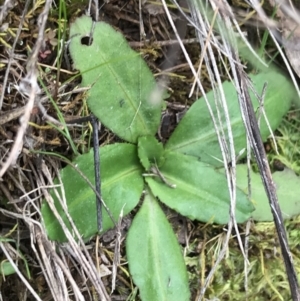 Solenogyne dominii at Hackett, ACT - 28 Aug 2022 01:44 PM