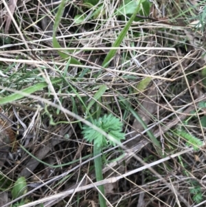 Acaena echinata at Hackett, ACT - 28 Aug 2022