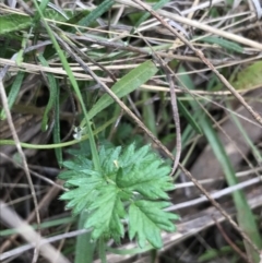 Acaena echinata at Hackett, ACT - 28 Aug 2022