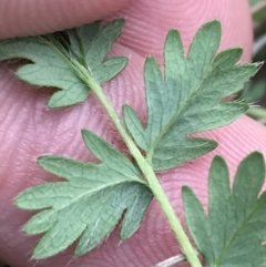 Acaena echinata at Hackett, ACT - 28 Aug 2022