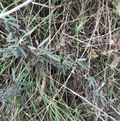 Glycine clandestina (Twining Glycine) at Hackett, ACT - 28 Aug 2022 by Tapirlord